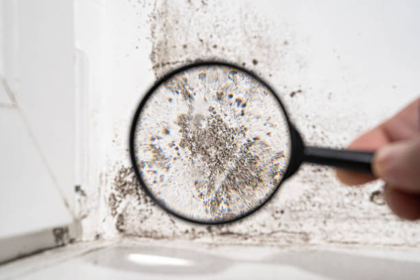 Professional Mold Removal in Taylors, SC